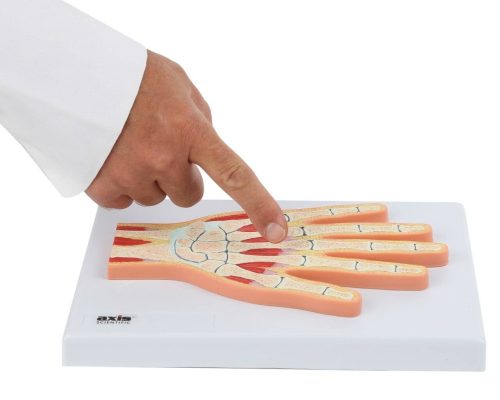 Axis scientific axis scientific hand and wrist joint section anatomy model .
