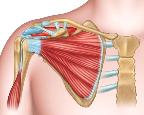 Shoulder bones and muscles 9ac67b210b194ca6b414ffc28c8d