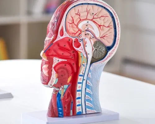 Us ggjrqgm jtrdh8cxv0 goods img v1 anatomy model m100 1.12